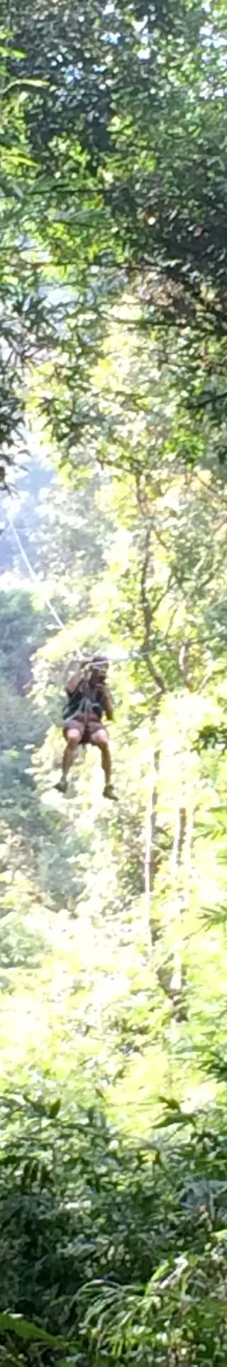 Gibbon Experience